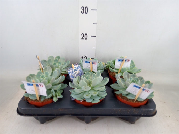<h4>Echeveria   ...</h4>