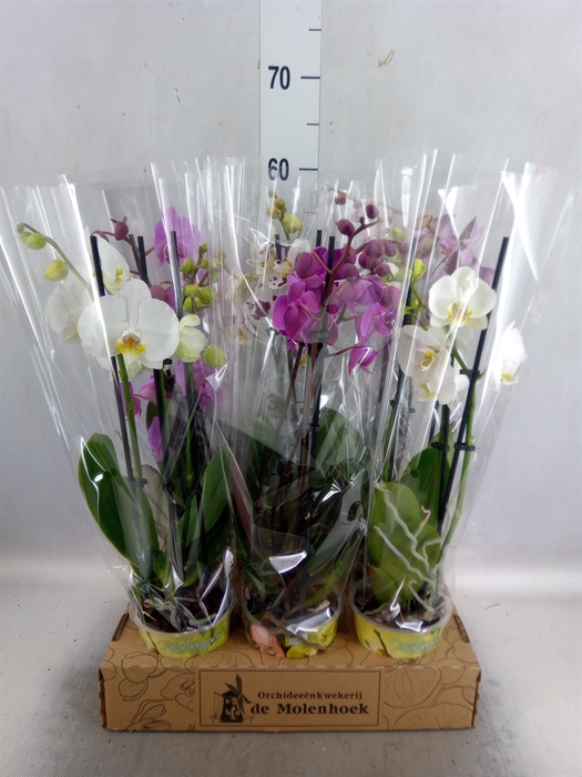 <h4>Phalaenopsis   ...mix  4</h4>