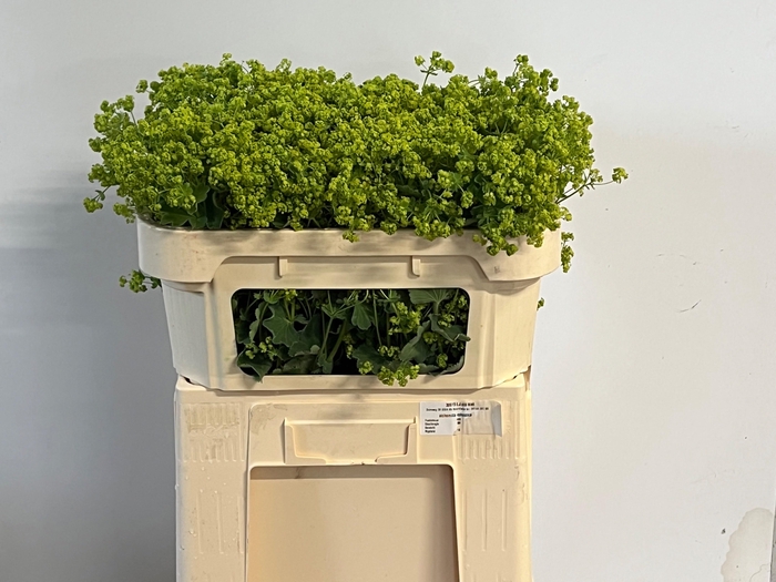 <h4>ALCHEM M ROBUSTICA</h4>