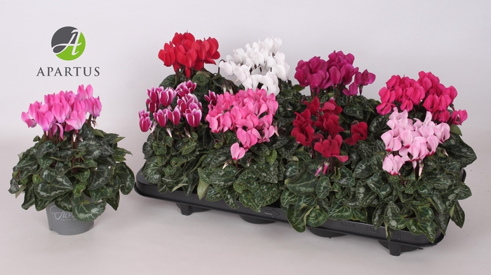 <h4>CYCL KL SUP CARINO</h4>