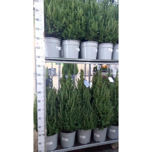 Picea glauca 'Conica'