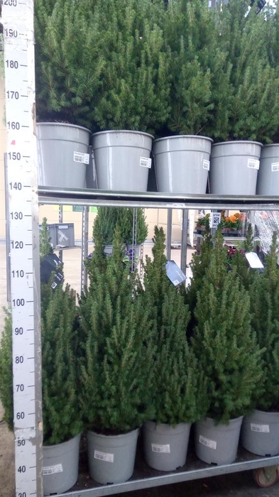 <h4>Picea glauca 'Conica'</h4>