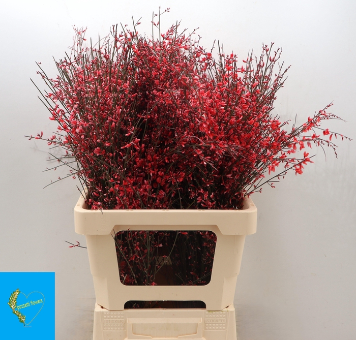 <h4>GENISTA KLB BS H%</h4>