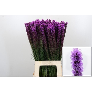 LIATRIS CALLILEPIS