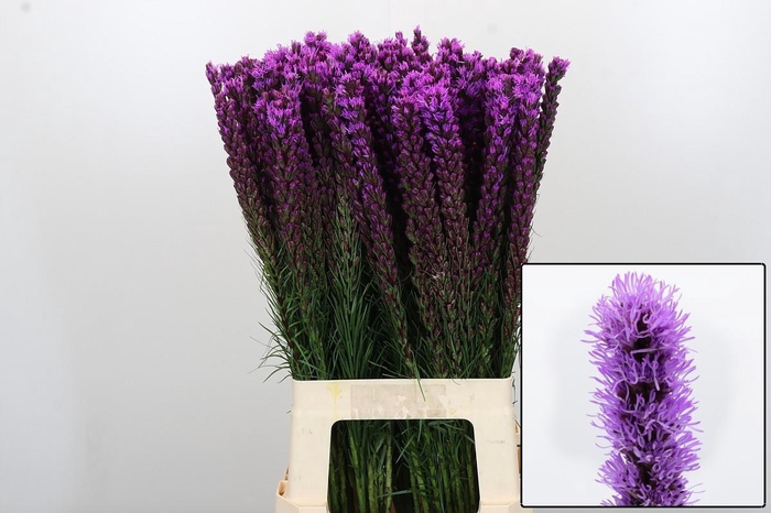 <h4>LIATRIS CALLILEPIS</h4>