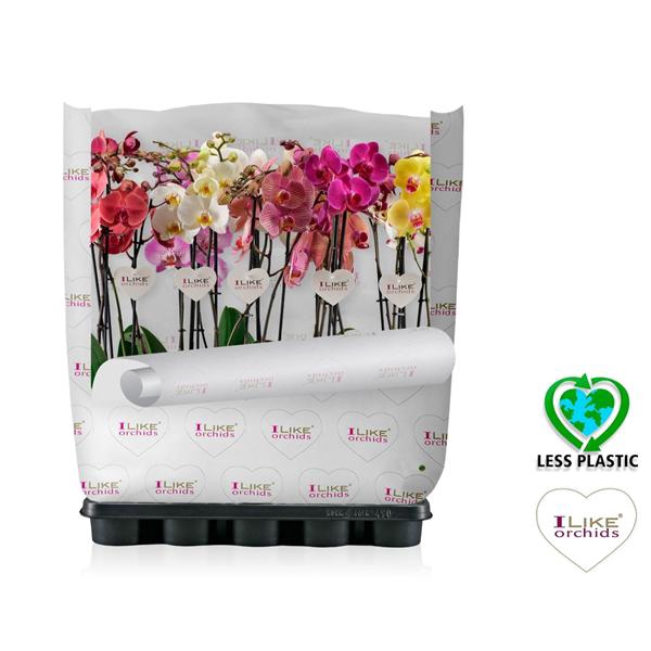 <h4>Phalaenopsis mix - 2 tak 70cm (Less Plastic)</h4>