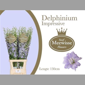 Delph Du Dewi Impressive