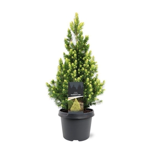 Picea glauca 'Rainbow's End'