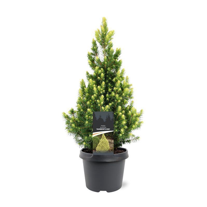 <h4>Picea glauca 'Rainbow's End'</h4>