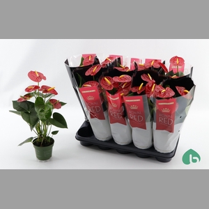 ANTHU AN ROYAL CHAMP