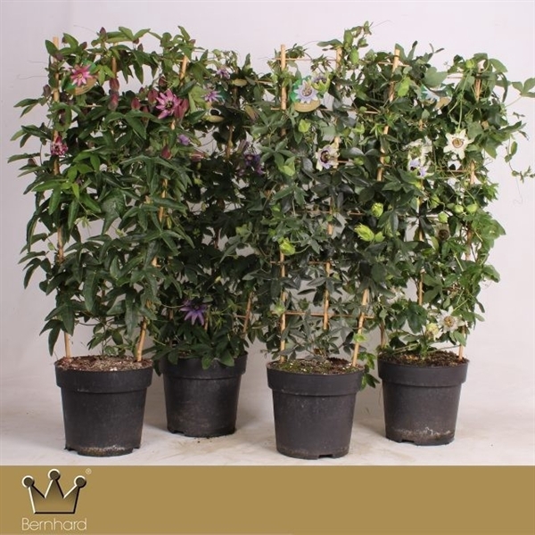 <h4>Passiflora P27 Rek Mix cc</h4>