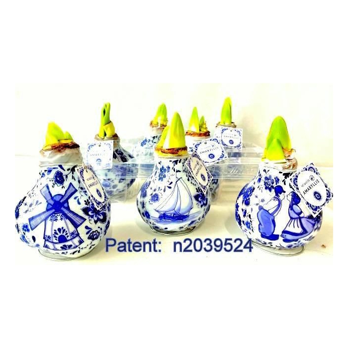 <h4>BLOEMBOL HIPPEASTRUM</h4>