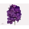 VANDA TAYANEE BLUE x25