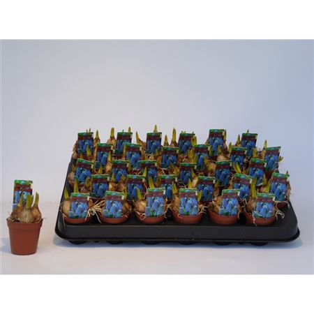 <h4>Muscari Blue Magic Mini</h4>