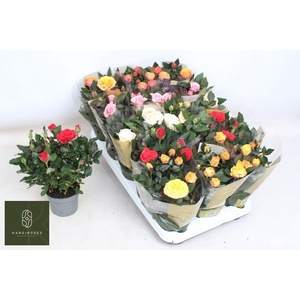 RO KORDAN GRANDE GEM