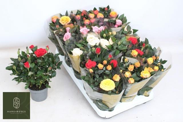 <h4>RO KORDAN GRANDE GEM</h4>