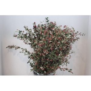 Cotoniaster Berry Extra P Bunch