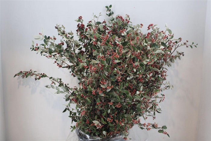 <h4>Cotoniaster Berry Extra P Bunch</h4>
