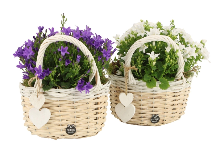 <h4>21887: Love outdoor arrangement</h4>