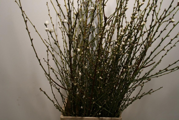 <h4>Perzikbloesem White P Bunch</h4>