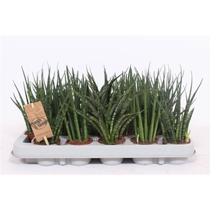 Sansevieria Luxe mix IT