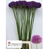 ALLIUM GROOTBLOEMIG