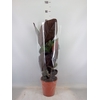 Calathea   ...mix