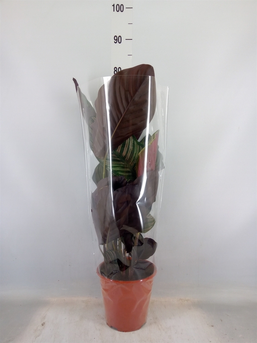 Calathea   ...mix