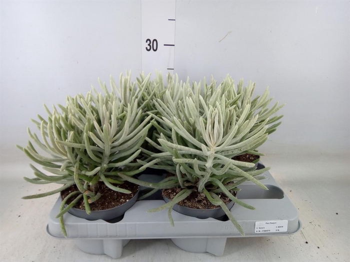 <h4>Senecio ...</h4>