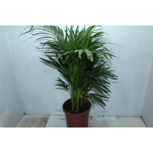 ARECA BAMBU P24