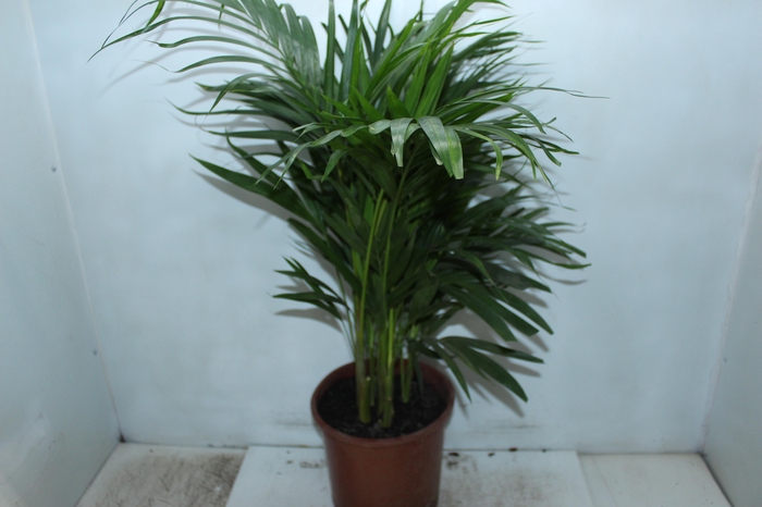 ARECA BAMBU P24