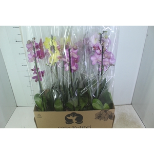 PHALAENOPSIS MIX P12