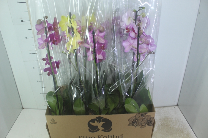<h4>PHALAENOPSIS MIX P12</h4>