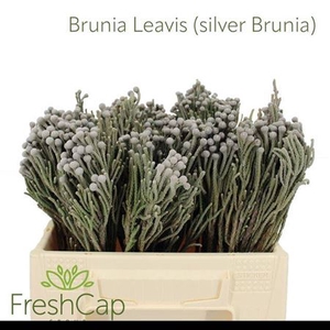 Kaaps Brunia Silver