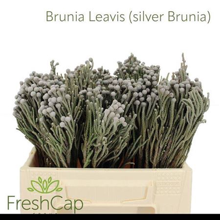 <h4>Kaaps Brunia Silver</h4>