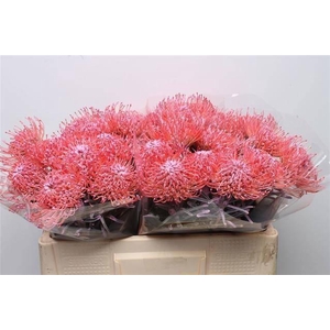 LEUCO NAOMI GEFAE PINK