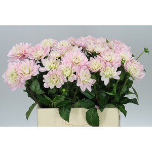 Dahlia Princess Kate