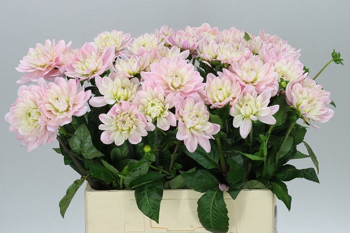 <h4>Dahlia Princess Kate</h4>