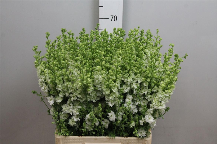 <h4>Cons R Q White</h4>