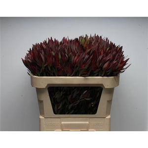 Leucad Safari Magik Spray