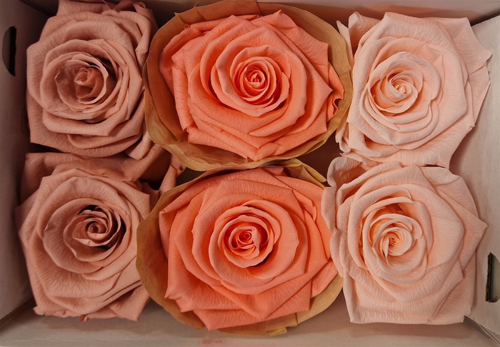 Ro Pres Classic Mix Pink