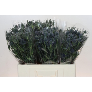 Eryngium Blue Dynamite