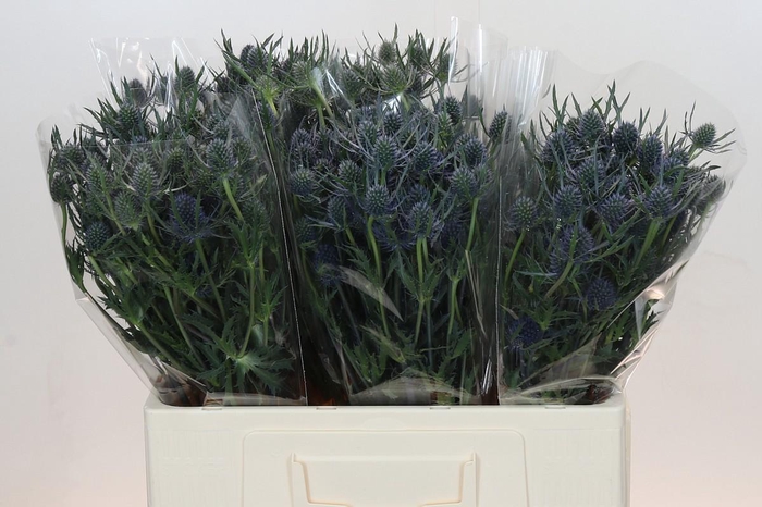 <h4>Eryngium Blue Dynamite</h4>