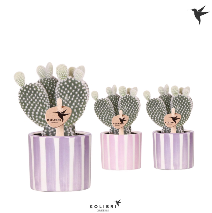 <h4>Kolibri Greens Opuntia white in Painted Stripe pot pink mix</h4>