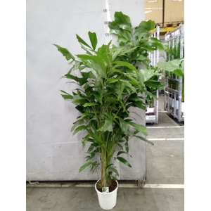 Caryota mitis