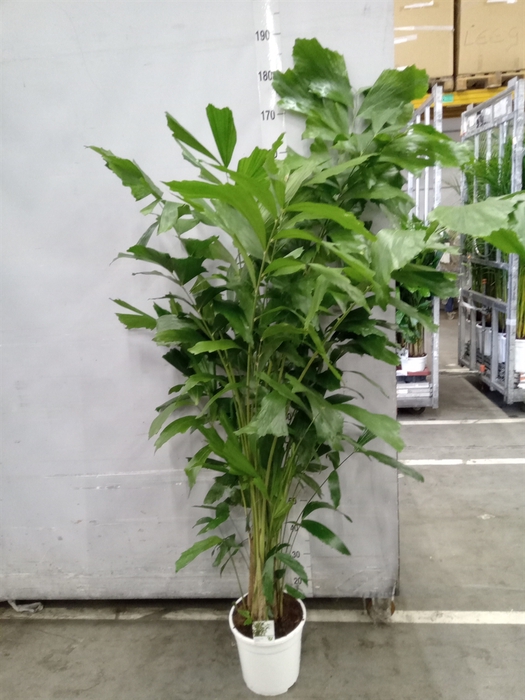<h4>Caryota mitis</h4>