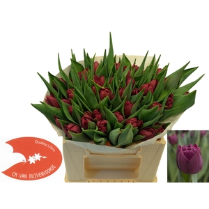 TU DU ALISON BRADLEY