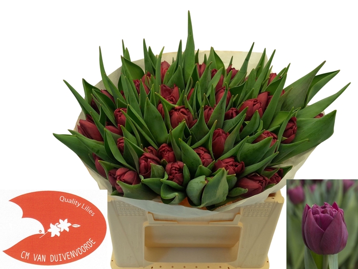 <h4>TU DU ALISON BRADLEY</h4>