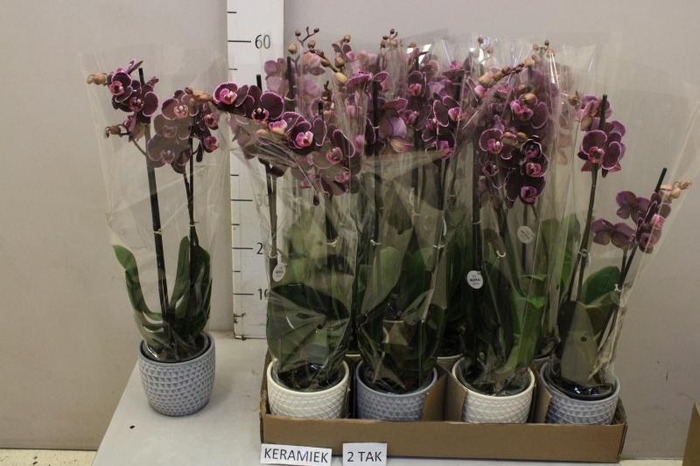 <h4>ARR PHAL MT</h4>