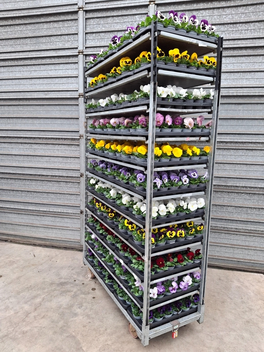 <h4>VIO WI DELTA GEM</h4>